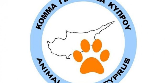 visual Animal party joins forces with new political group for 2026 elections