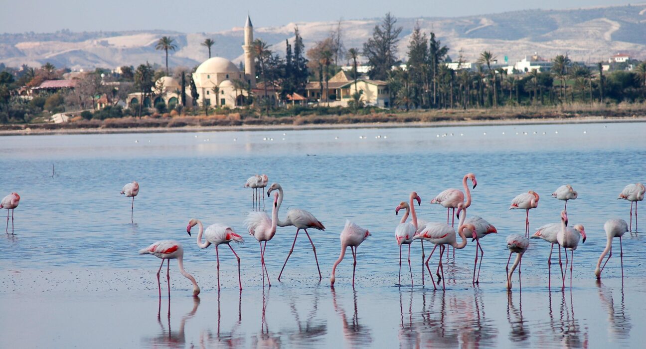 1755529477 2739 word3 Experts Warn of Declining Flamingo Numbers in Cyprus