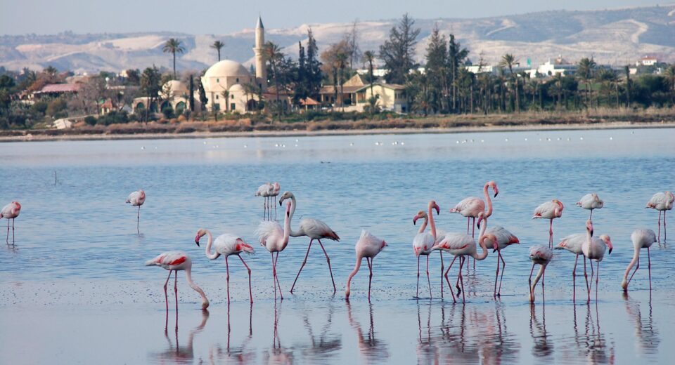 1755529477 2739 word2 Experts Warn of Declining Flamingo Numbers in Cyprus