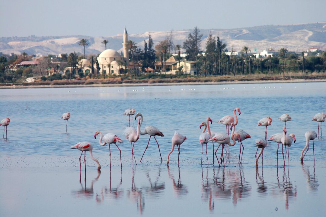 1755529477 2739 scaled word3 Experts Warn of Declining Flamingo Numbers in Cyprus