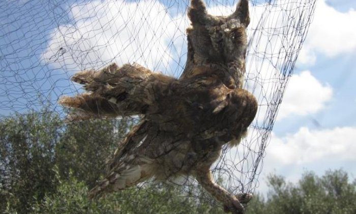 illustration 55 convicted for bird poaching fines total 239000