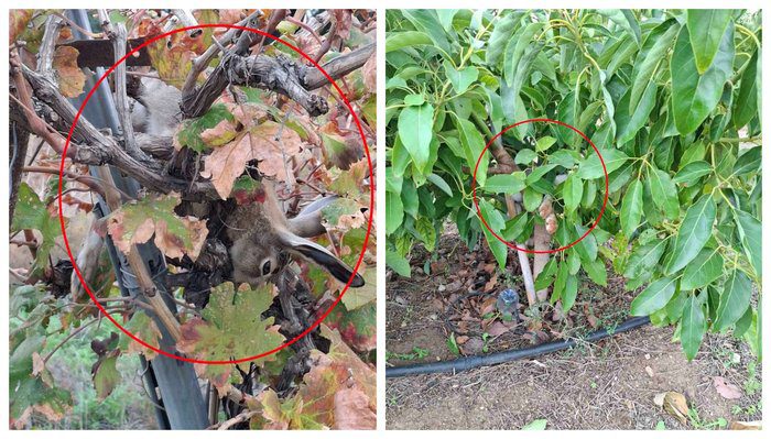 visual Paphos poaching chase involves forestry officials
