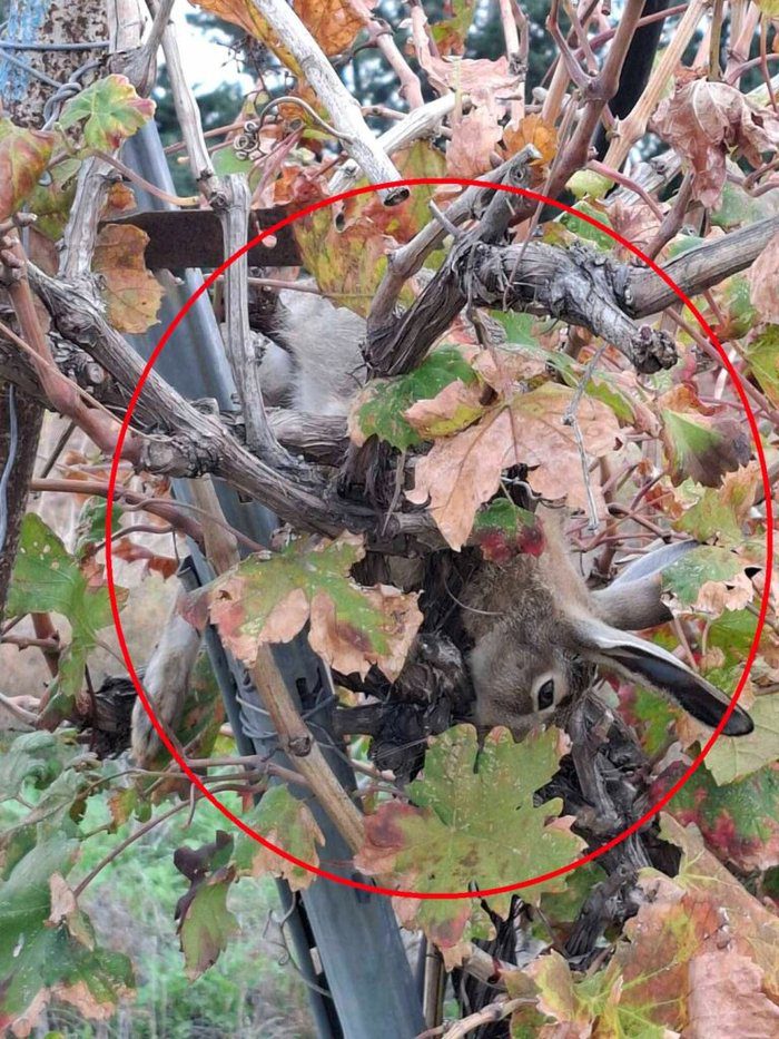 photo Paphos poaching chase involves forestry officials