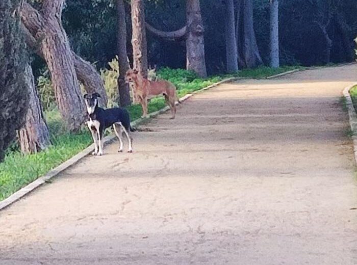 απεικόνιση ΠΕΔΙΑΙΟΣ Όταν οι ιδιοκτήτες πάνε διακοπές οι σκύλοι μένουν στον