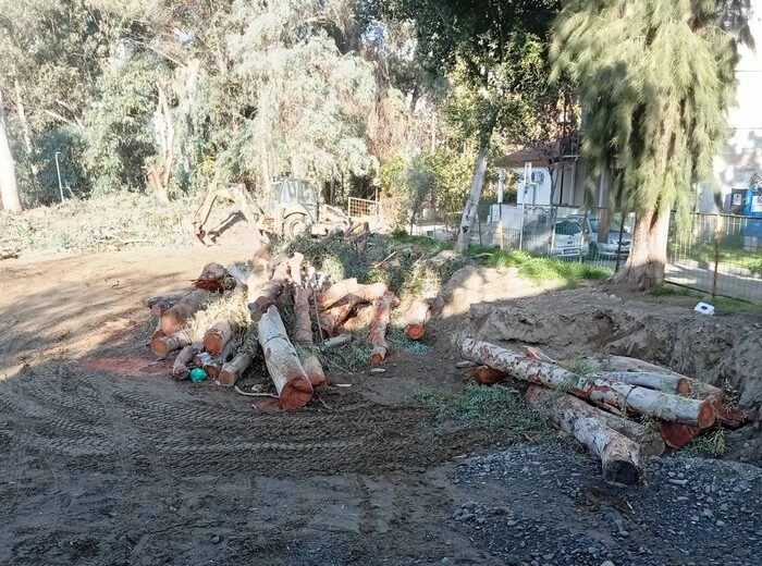 φωτό ΠΕΔΙΑΙΟΣ Θα κοπεί και το τελευταίο δέντρο για την ανάπτυξη των