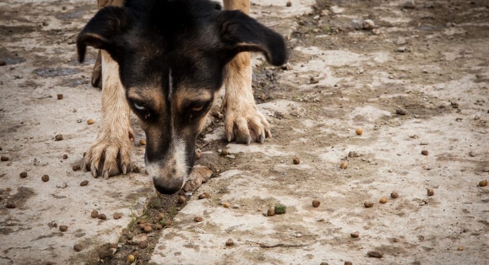 img2 word1 187,425 dogs registered in Cyprus — thousands lost and 700 hunters prosecuted