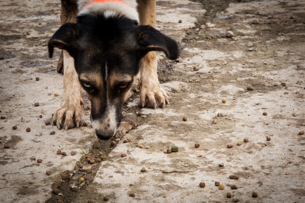img2 word1 187,425 dogs registered in Cyprus — thousands lost and 700 hunters prosecuted